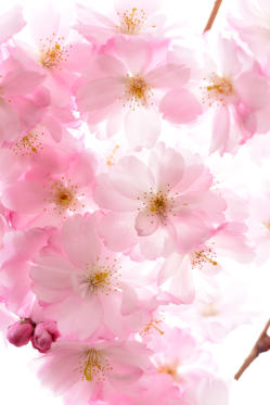Cherry Blossoms at Buffalo History Museum<Many>