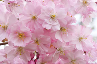 Cherry Blossoms at Buffalo History Museum<Many>